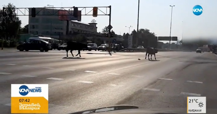 Видео с три крави, които се разхождат на ключовия столичен