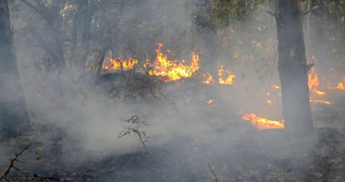 Снимка Булфото архивПожар бушува в Странджа планина огънят е в района