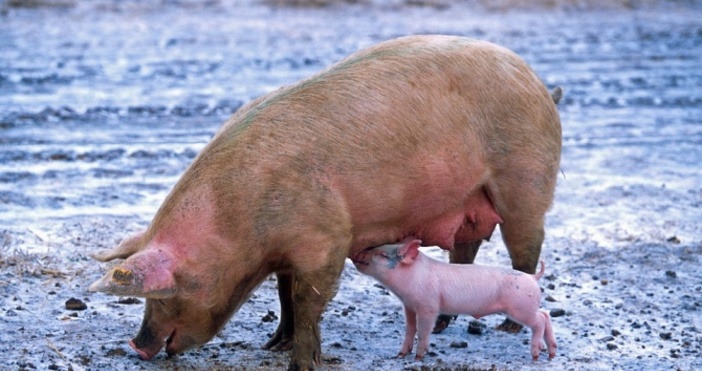 Снимка  PixabayПрасета майки се умъртвяват в Община Карнобат предаде БНР Мярката