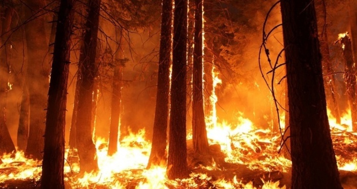 Снимка: PixabayГолям пожар гори в борова гора в Стара Загора, близо