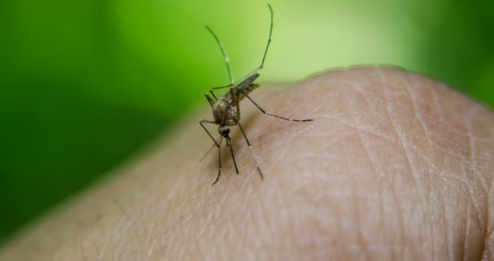 Снимка: PixabayВ хода на историята болестите, предадени от комарите на хората, вероятно