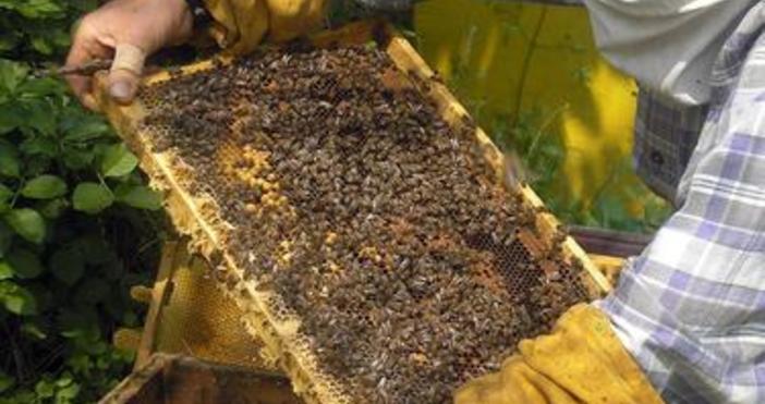 снимка Булфото архив Откриха най пасната болест по пчелите американски гнилец