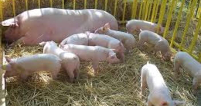 Снимка БулфотоМаксималният брой на домашните свине отглеждани за угояване ще