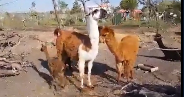 Бебе лама е най новото попълнение на бургаската зоологическа градина похвали се нейният собственик Кръстьо