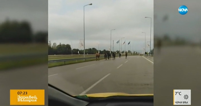 Стадо коне се разхожда съвсем спокойно в София.рекламаТова съобщава зрител
