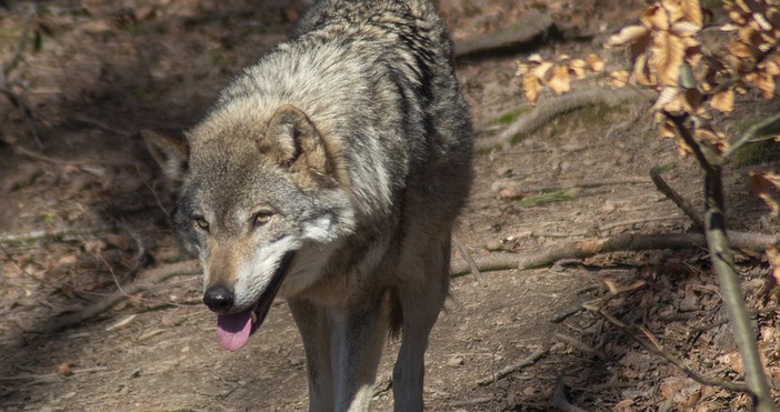 Снимка pixabayУвеличената популация от вълци в Свиленградско пали напрежение сред животновъдите заради щетите