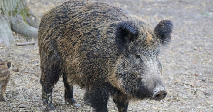 Снимка  PixabayСлучай на африканска чума при дива свиня е регистриран в община Царево