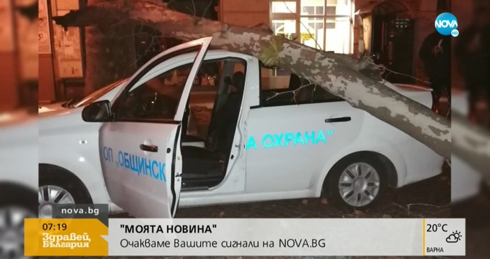 Дърво е паднало върху кола на Общинска охрана в Пловдив