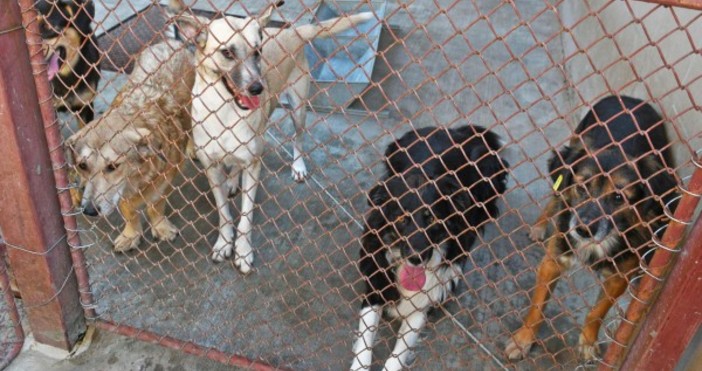Снимка Булфото11 кучета конфискувани от полицията умряха мистериозно в общинския