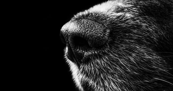 Ikr ud pixabay30 годишен мъж е задържан за убийство на куче в хотелски комплекс в