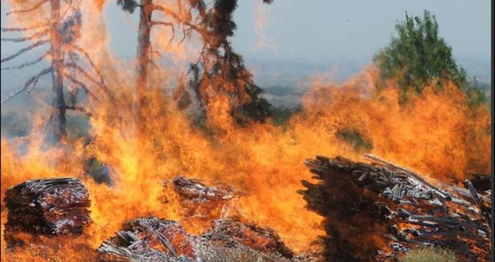 Източник снимка БулфотоПожар в иглолистна гора гори в района на