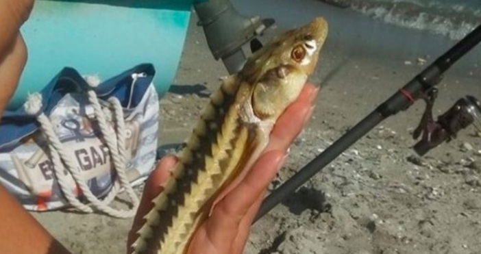 Снимка Нова ВарнаРядка риба извади мъж на плажа в Аспарухово в края на