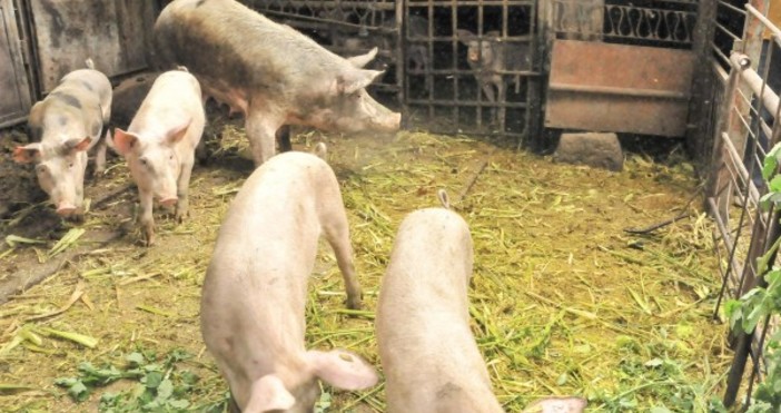 Снимка БулфотоДевет прасета са евтаназирани в село Винарово, община Ново село, укрити