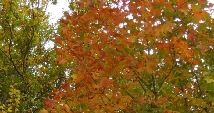 Снимка БулфотоМетеорологичната есен в страната дойде в петък с преминаването