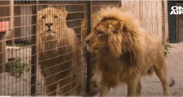 dnes bgТри години след като 3 лъва бяха изведени от зоопарка