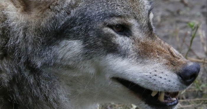 Вълци тормозят жителите на село Раздол община Струмяни Почти всеки