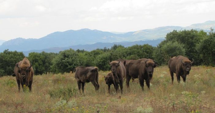 Снимка Фондация По диви Родопи След векове стадо европейски бизони наричани у