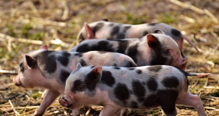 Снимка pixabay В Русенско около 98 000 прасета отглеждани в свинекомплекси