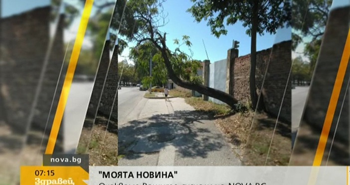 Наклонено дърво срещу аграрния университет в Пловдив смущава минувачите с