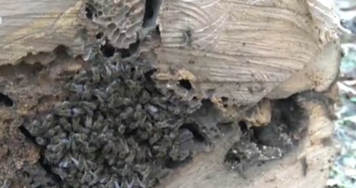 Кадър БНТДив пчелен рояк в центъра на София беше спасен от загиване