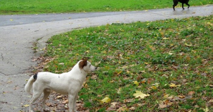 trafficnews bgРазхвърлят отровни примамки за животни по градинките в Перущица Кучетата