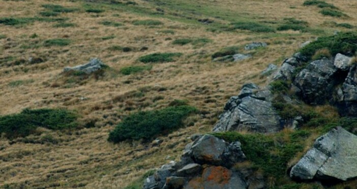 Снимка БулфотоПланински спасители издирват изгубена жена в Рила Сигналът за