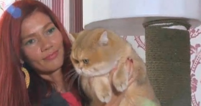 Кадър БНТЗа първи път в историята на България наш котарак стана световен шампион на най голямата международна изложба за родословни котки