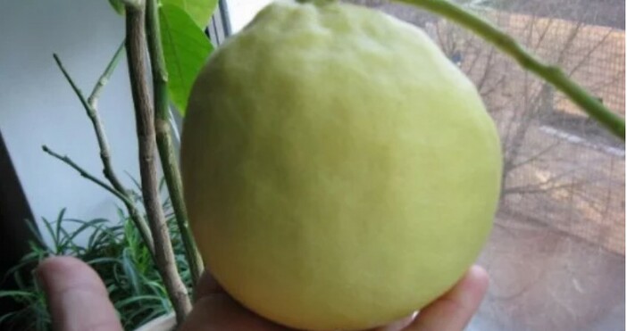 Гигантски лимон с тегло 733 грама отгледа Стефка Игнатова от