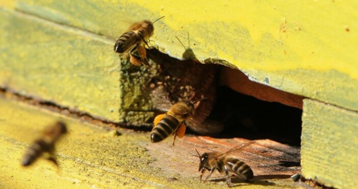 Снимка БулфотоБлаготворителната фондация Адра-България и видинското пчеларско дружество Димитър Балев