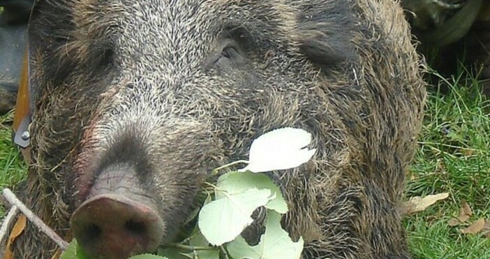В Котленско са отстреляни две диви прасета които са дали