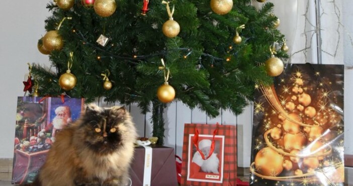 Снимка БулфотоКоледа и Нова година наближават Българите вече планираха почивките