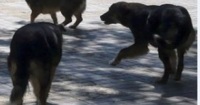 Илюстрация БулфотоЗадържаха 30 годишен мъж преследвал куче с брадва в сливенския