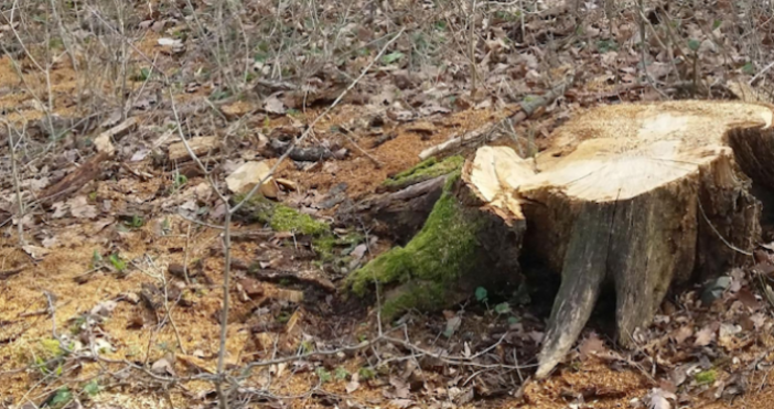Най често подаваните жалби в Регионалната дирекция по горите в Кюстендил