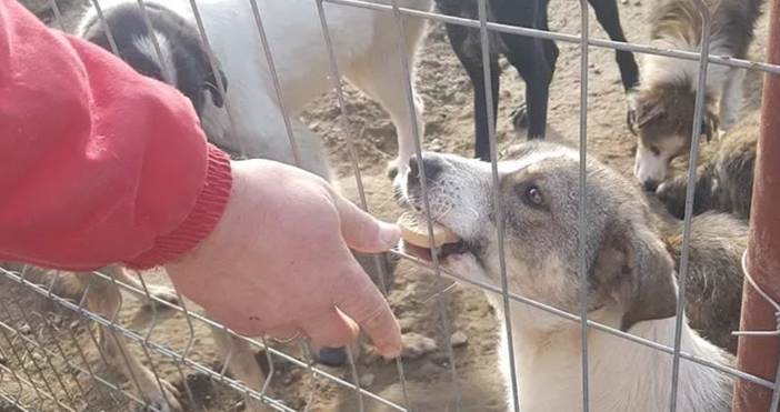 Снимки фейсбукКампанията Подари консерва нахрани куче от общинския приют приключи