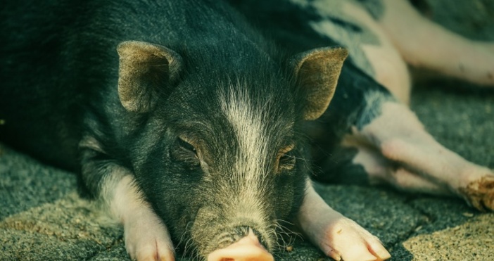 Снимка: pixabayУнищожаването на прасетата ще започне във вторник. Дотогава трябва