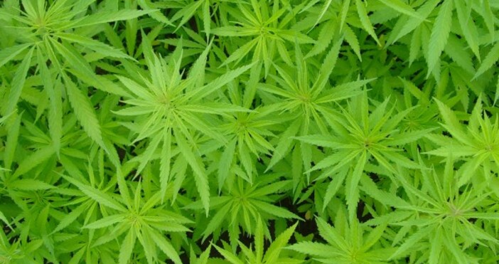 Снимка БулфотоДевет души са задържани при специализирана полицейска операция срещу