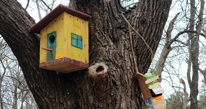 снимки БулфотоКъщички за птици украсиха дърветата в Морската градина Къщичките