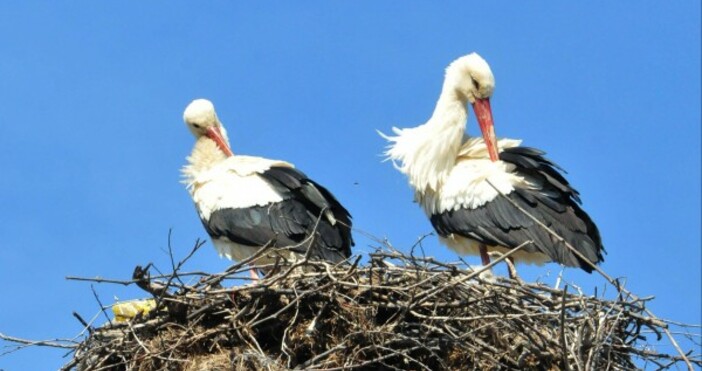Снимка Булфото архивПет пъти повече деца са се родили в