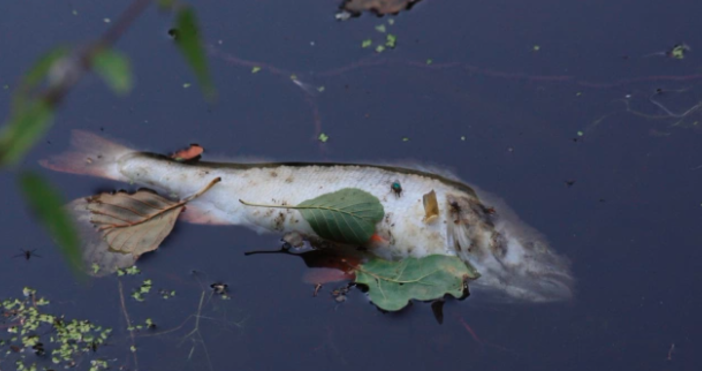 Снимка PixabayПреустановено е замърсяването на река Марица, предаде новини.бг.Тази сутрин е