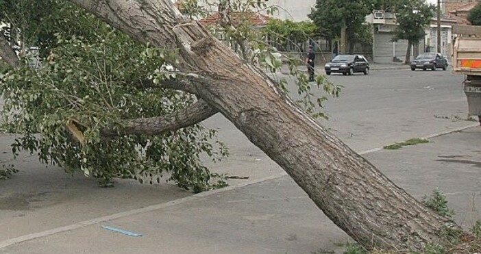 Снимка БулфотоВ последния час постъпват редица сигнали за паднали дървета