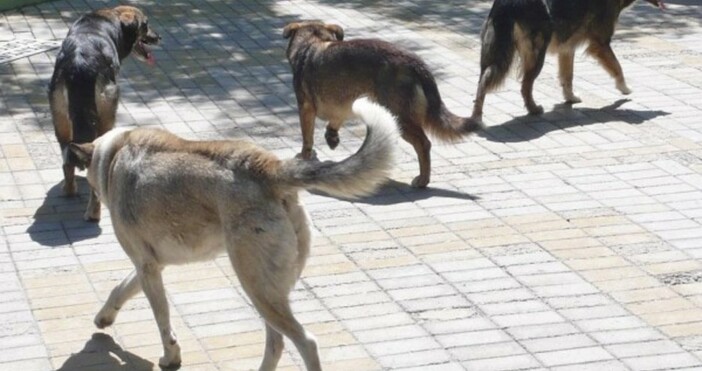 Снимка БулфотоКастрацията на куче струва 2 хиляди лева на община