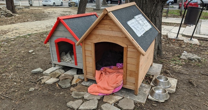 снимки БулфотоВарненката Милена е поставила две къщички  за бездомни кучета