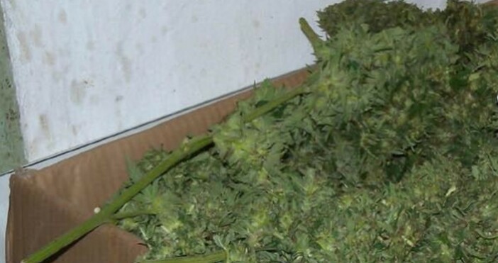 Снимка Булфото архивГоляма пратка марихуана от 210 кг е била