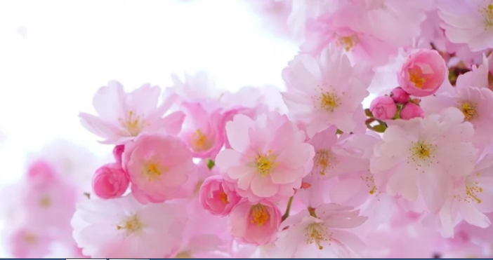 Снимка pixabayПосрещаме пролетта на 20 март в 5 50 ч българско