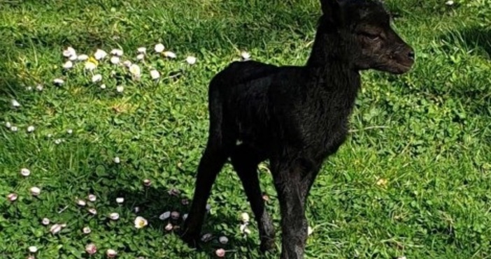 Добри новини от Зоопарк Варна Днес се роди малко черно муфлонче