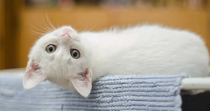Специалистите по ветеринарна медицина препоръчват на собствениците на котки да