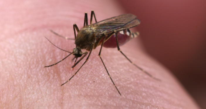 Пренасят ли комарите COVID-19? След множество въпроси на читатели Марица