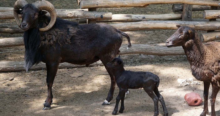 снимки БулфотоМиналата седмица се родиха още две муфлончета в Зоопарка във
