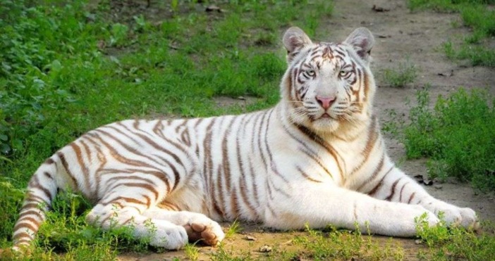 Снимка Столичен ЗоопаркБели бенгалски тигри са новите обитатели на Столичния