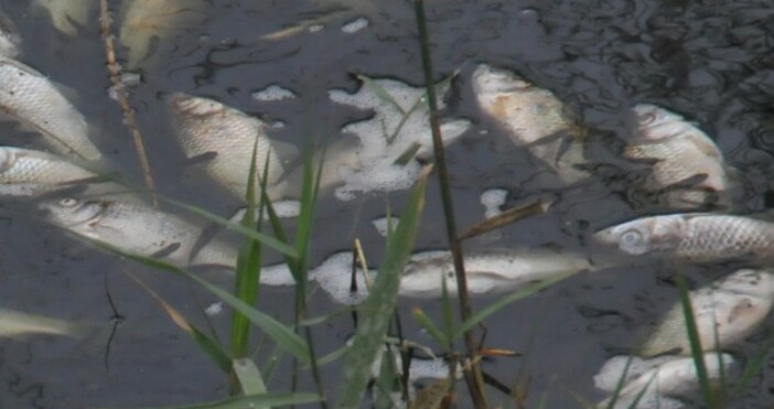Снимка Булфото архивДесетки мъртви риби изплуваха тази сутрин под моста